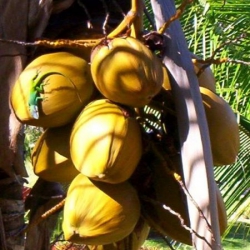 Includerea uleiului de cocos in cosmetica